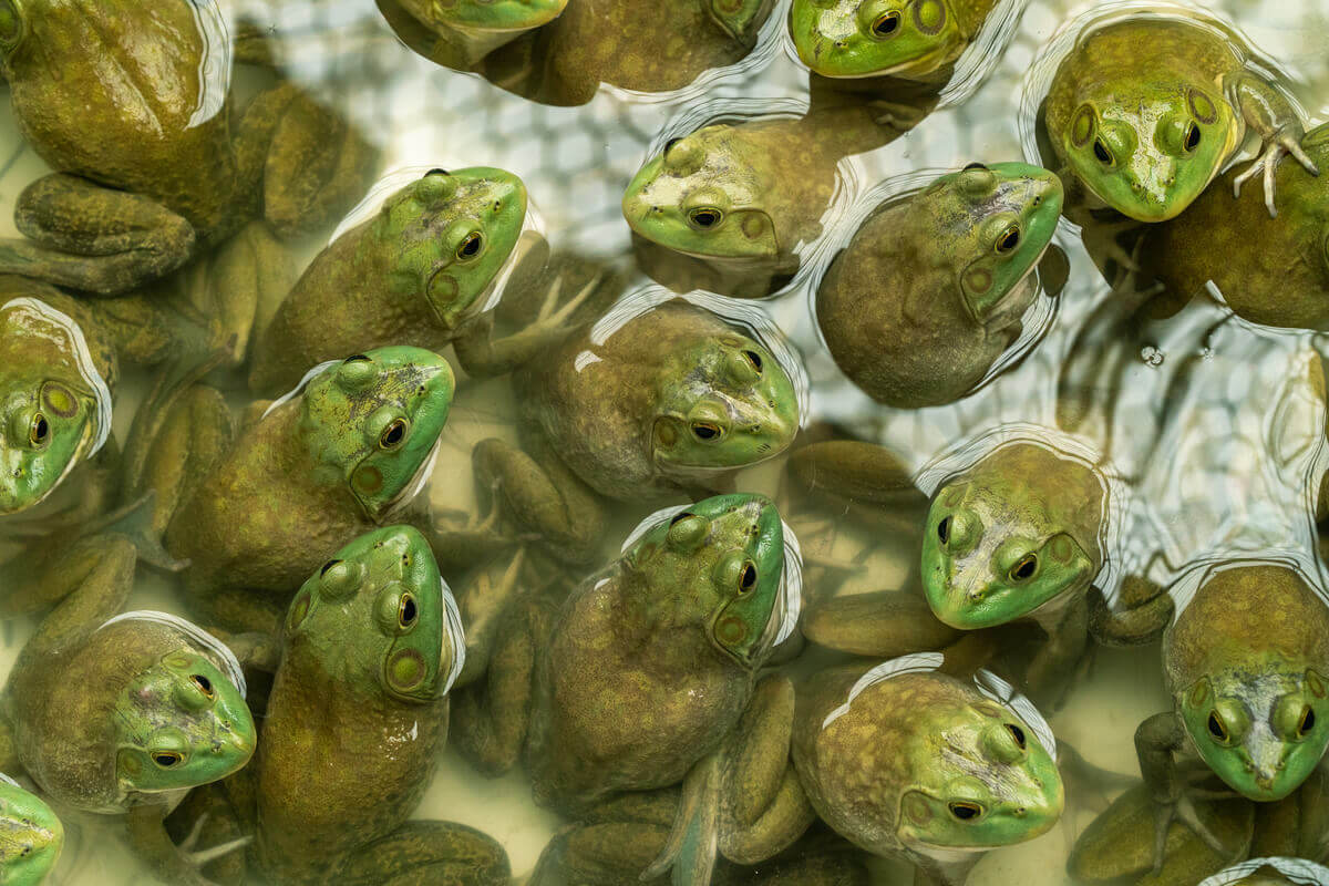 The American Bullfrog Why Is It Not Suitable as a Pet? My Animals