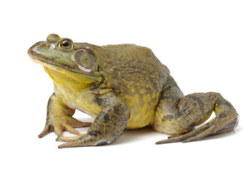 The American Bullfrog: Why Is It Not Suitable as a Pet?