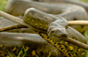 The Largest Ophidian in the World: the Anaconda