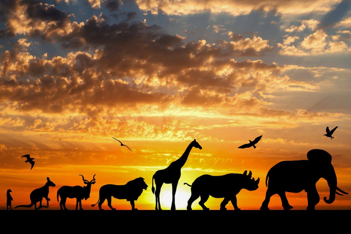 A picture of animals against the sunset.