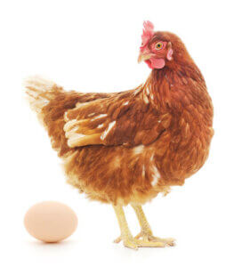 A hen laying an egg.