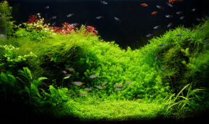 A planted aquarium.