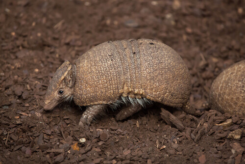 Armadillos are one of the world's sleepiest animals.
