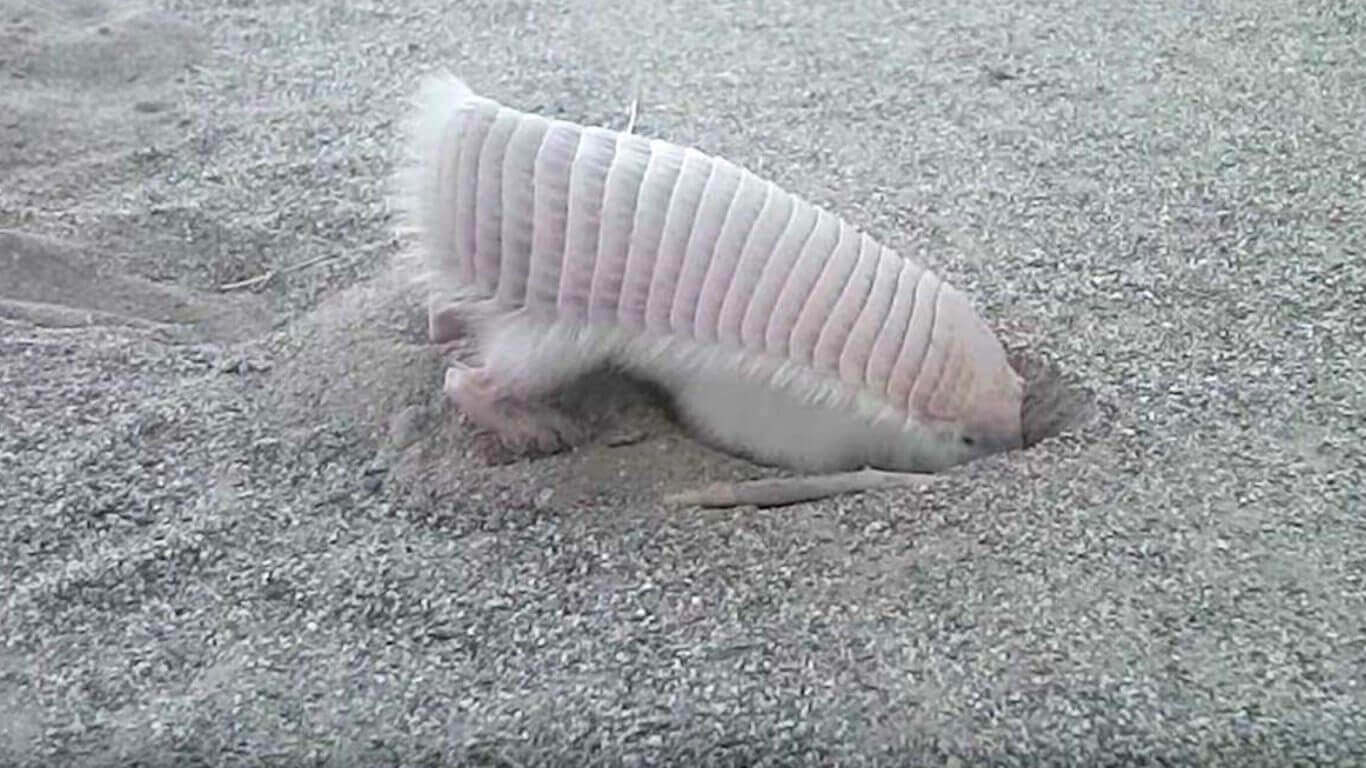 The pink fairy armadillo.