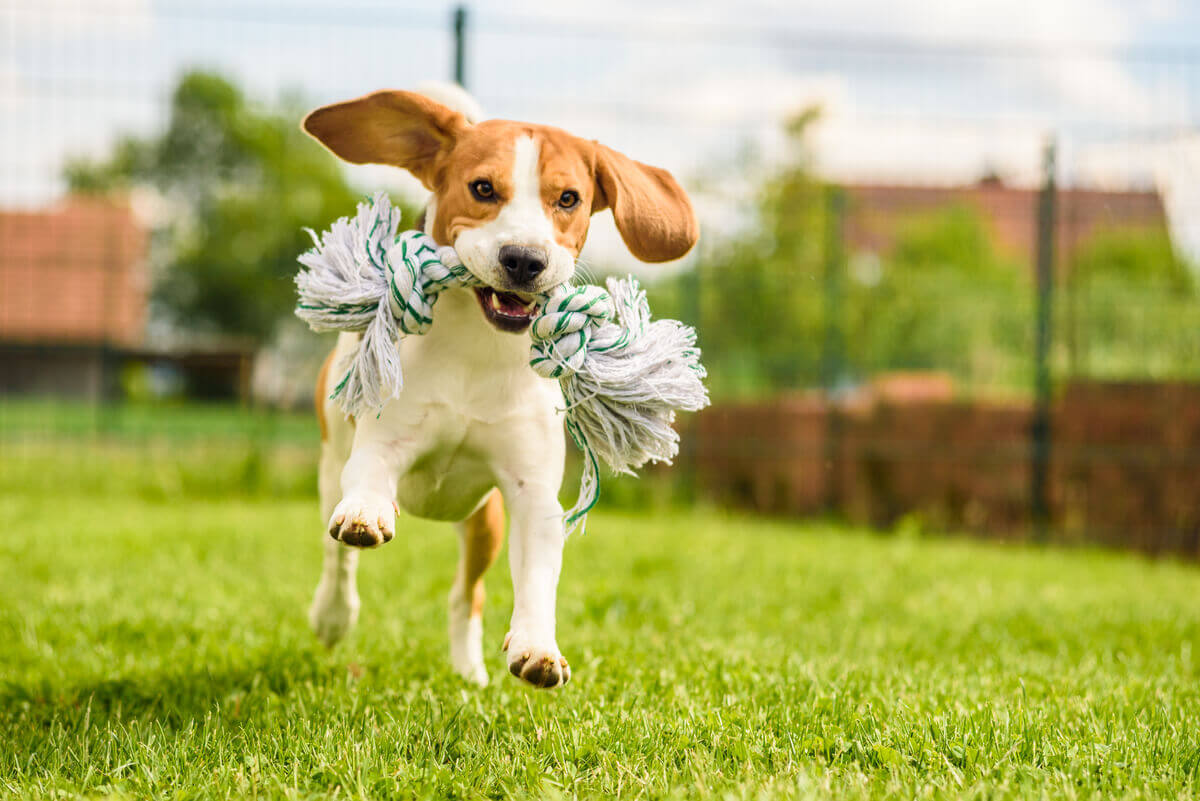 A running beagle with a toy, likely to run away with it.