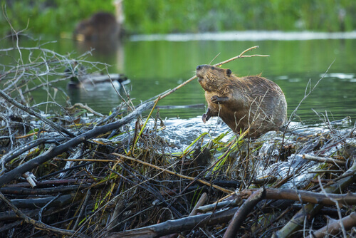 A beaver building a dam.