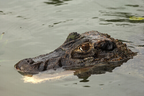 The black caiman is one of the most feared reptiles that live in the Amazon.