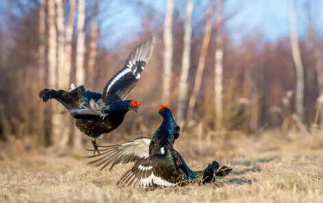 Black grouse fighting.