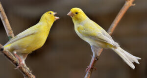 Canaries singing in a tree.