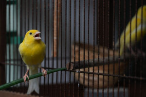 A canary sings in a cage.