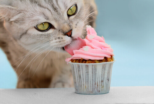 Cat eating an ice cream.