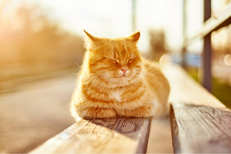 What Are the Benefits of the Sun For Pets?