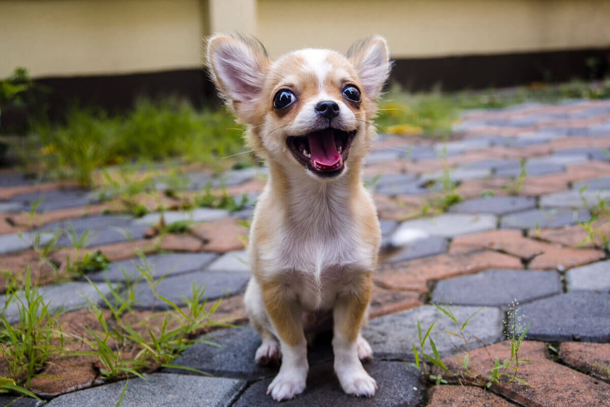 A smiling Chihuahua dog.