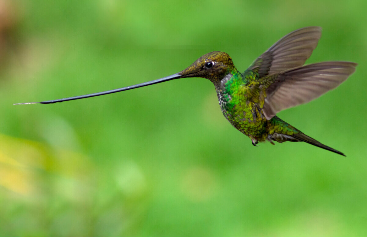 The hummingbird while flying.
