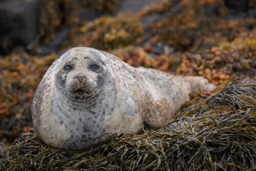 A seal looking at the camera.