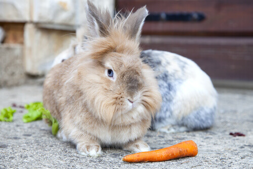 A lionhead rabbit.