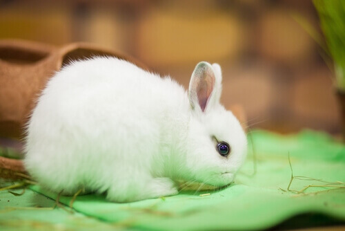 A Holland dwarf lop.