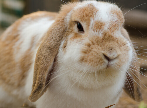 How Many Types of Domestic Rabbits Are There?