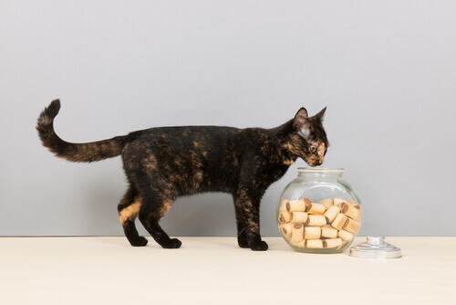 Tortie with a bowl full of cookies.