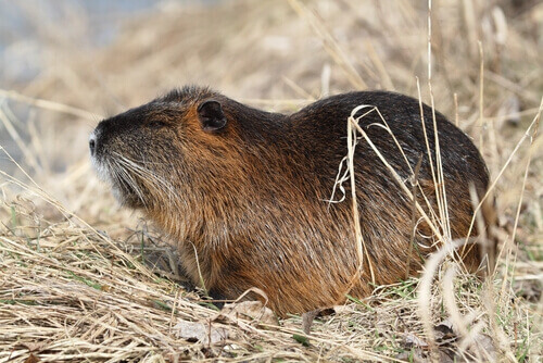 The coypu lives in South America.