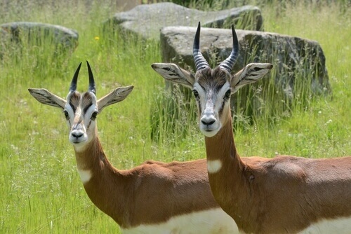 The dama gazelle is the most representative animal of the Moroccan fauna.