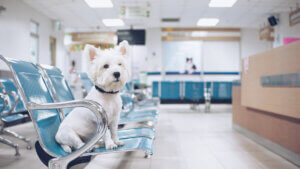 A dog in the ER.