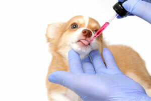 Which Are the Most Dangerous Medicines for Dogs?