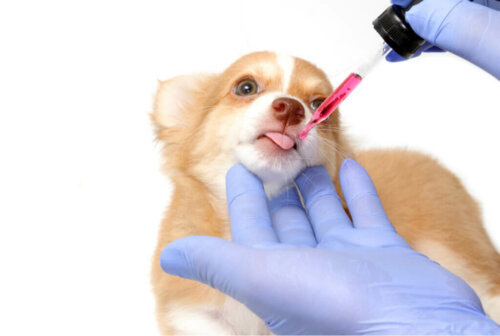 Which Are the Most Dangerous Medicines for Dogs?