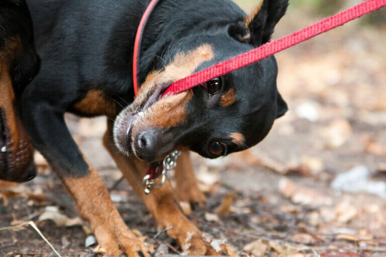 What to Do if Your Dog Bites its Leash?