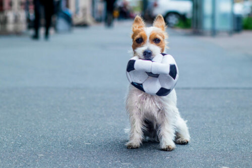 A dog holding a soccer ball.