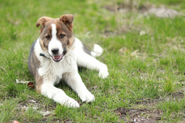 What Are the Causes of Ataxia in Dogs?