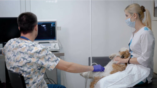 A dog at the vet getting an ultrasound.