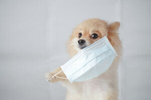 A Pomeranian dog wearing a mask.