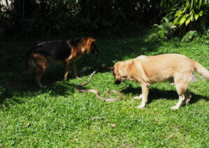 Dogs play with a snake.