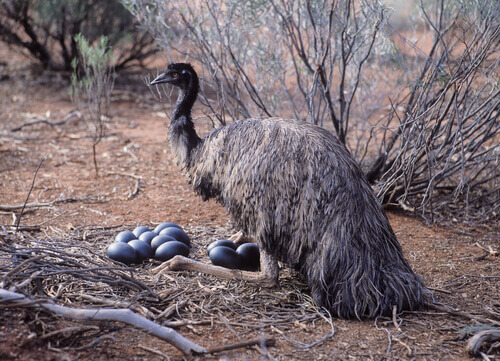An emu caring for its eggs.