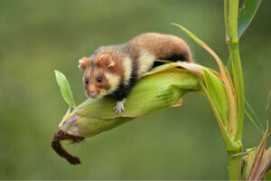 The European hamster in danger of extinction.