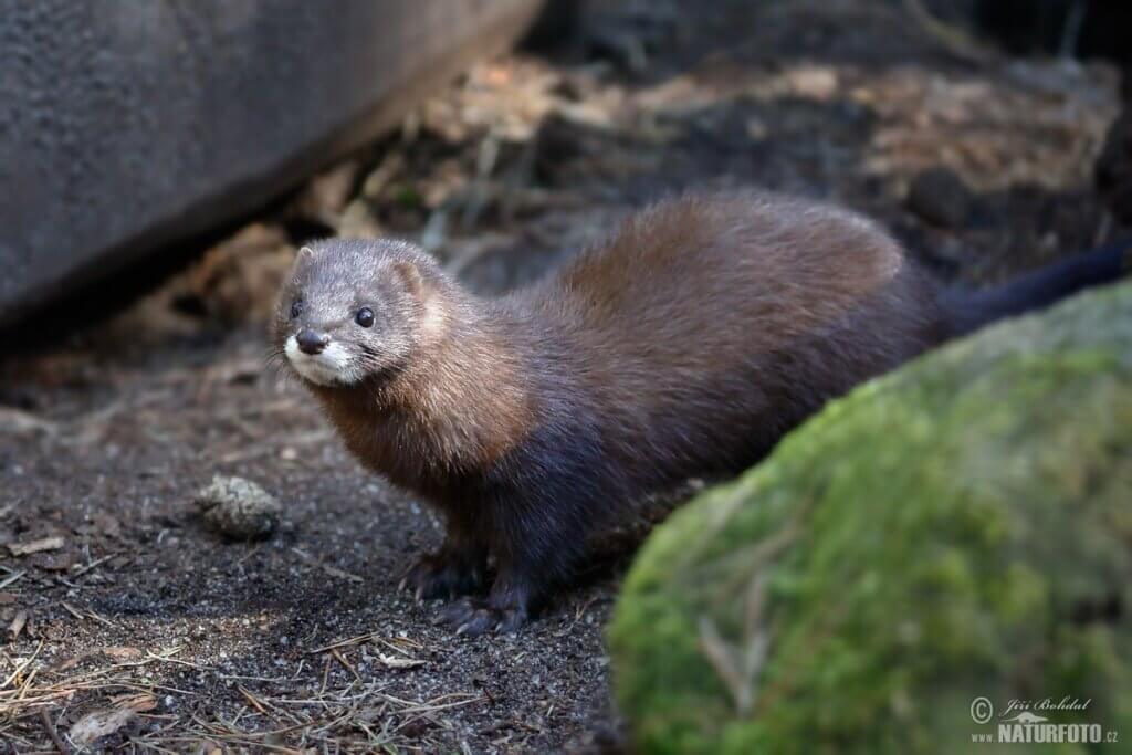 European Mink Critically Endangered My Animals