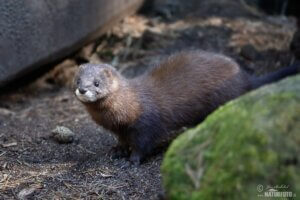 European mink.