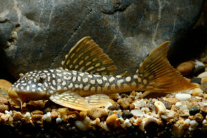 Natural Aquarium Cleaners