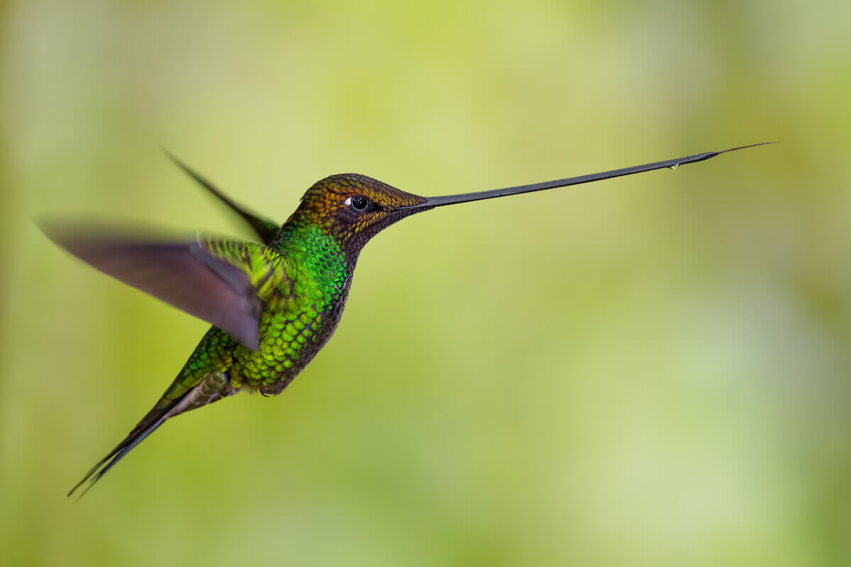 A shot of a hummingbird.