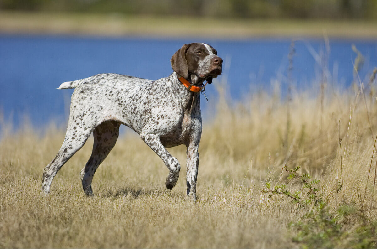 A German Shorthaired pointer in the field.