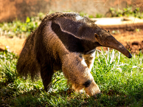 Giant anteater walking.