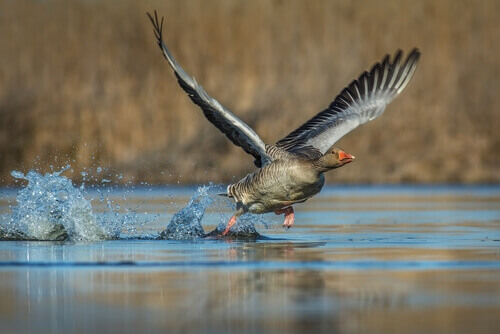 A goose flying over water.