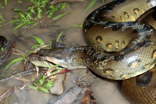 The anaconda, the largest ophidian known, has strong jaws.