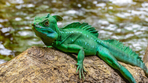 The basilisk is a kind of combination between an iguana and a dinosaur, and it lives in the Amazon.