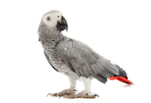 A gray parrot on a white background.