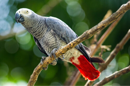 Gray Parrots: An Endangered Species