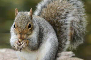 The Role of the Gray Squirrel in Forests