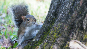 A gray squirrel on a tree.