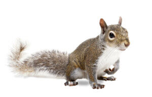 A squirrel on a white background.